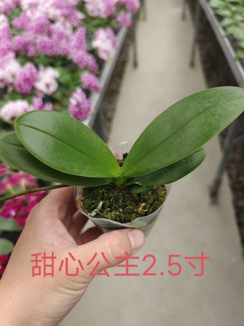 蝴蝶兰中苗，杯苗量大从优品质保证包技术