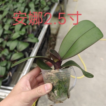 蝴蝶兰中苗，杯苗量大从优品质保证包技术