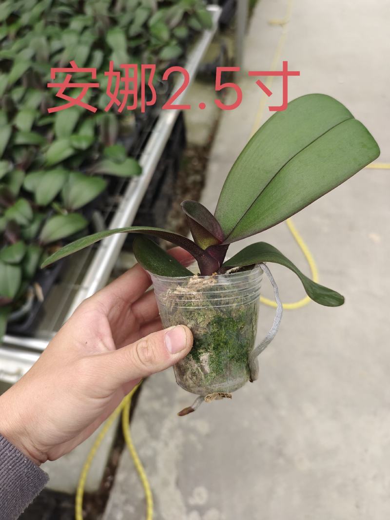 蝴蝶兰中苗，杯苗量大从优品质保证包技术