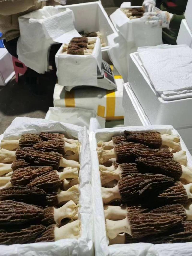 羊肚菌鲜货