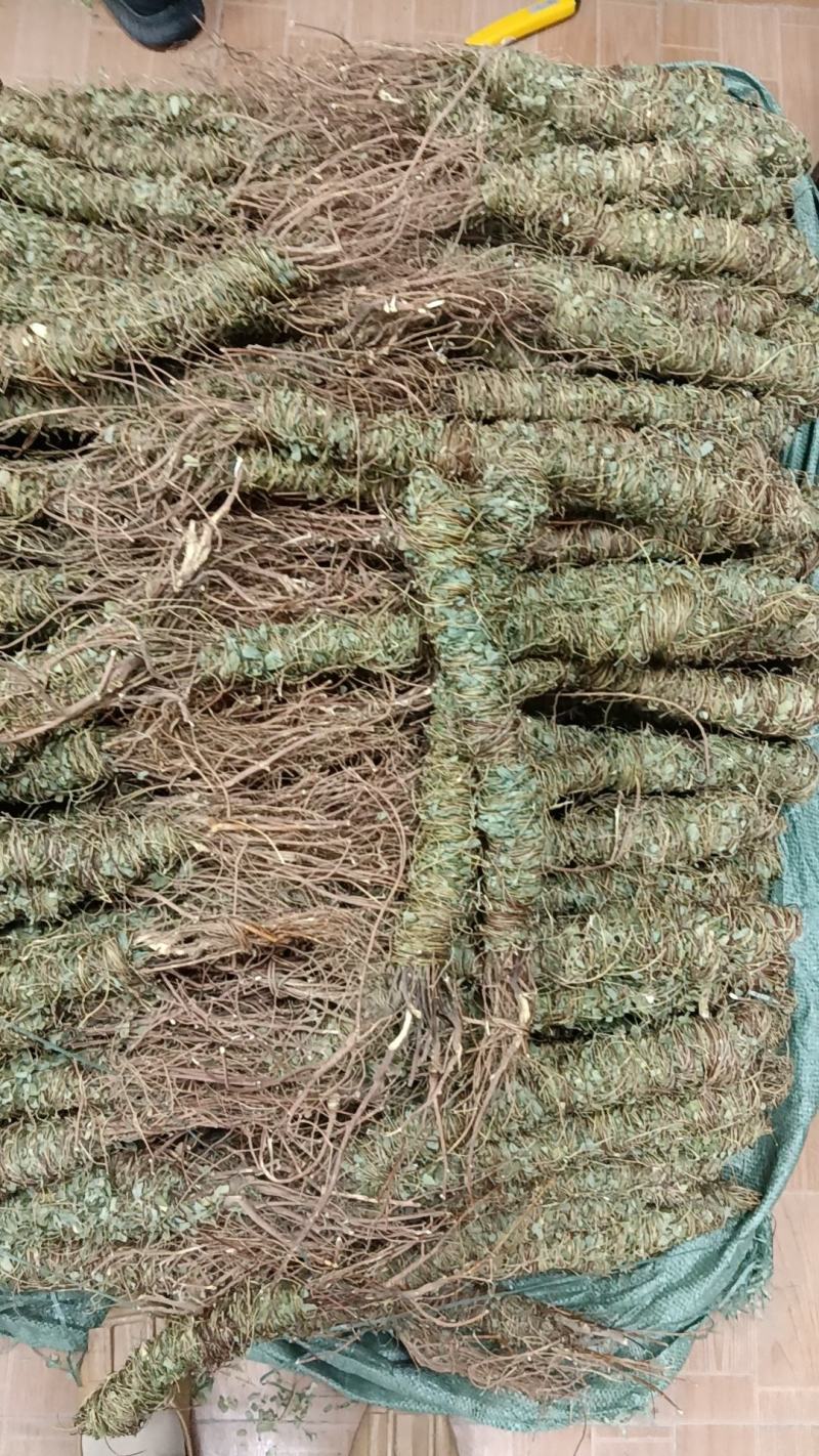 野生鸡骨草批发