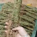 野生鸡骨草批发