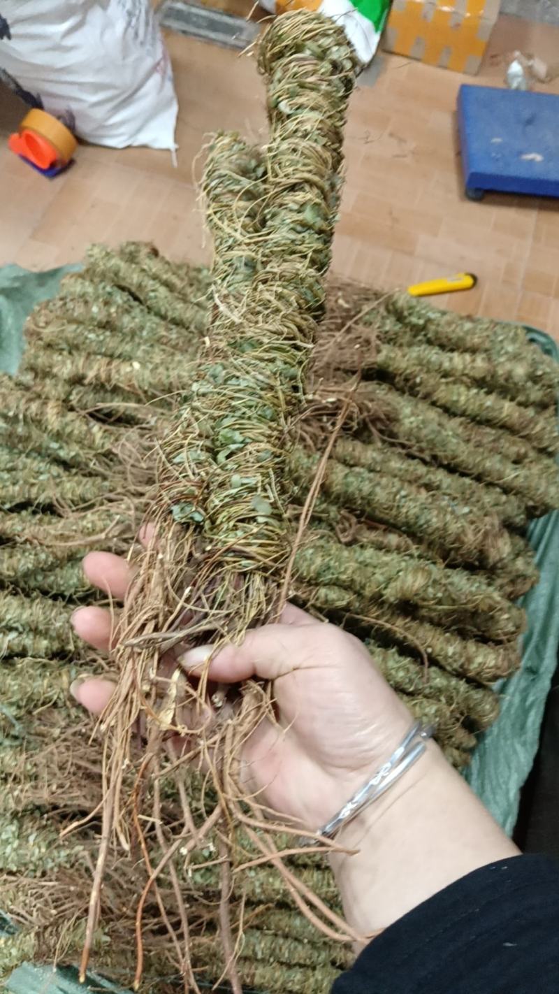 野生鸡骨草批发