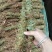 野生鸡骨草批发