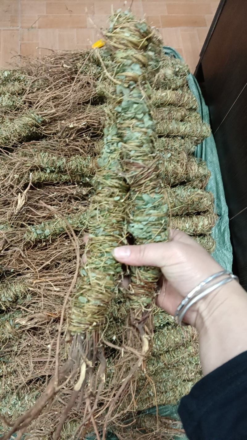 野生鸡骨草批发