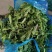 荠菜