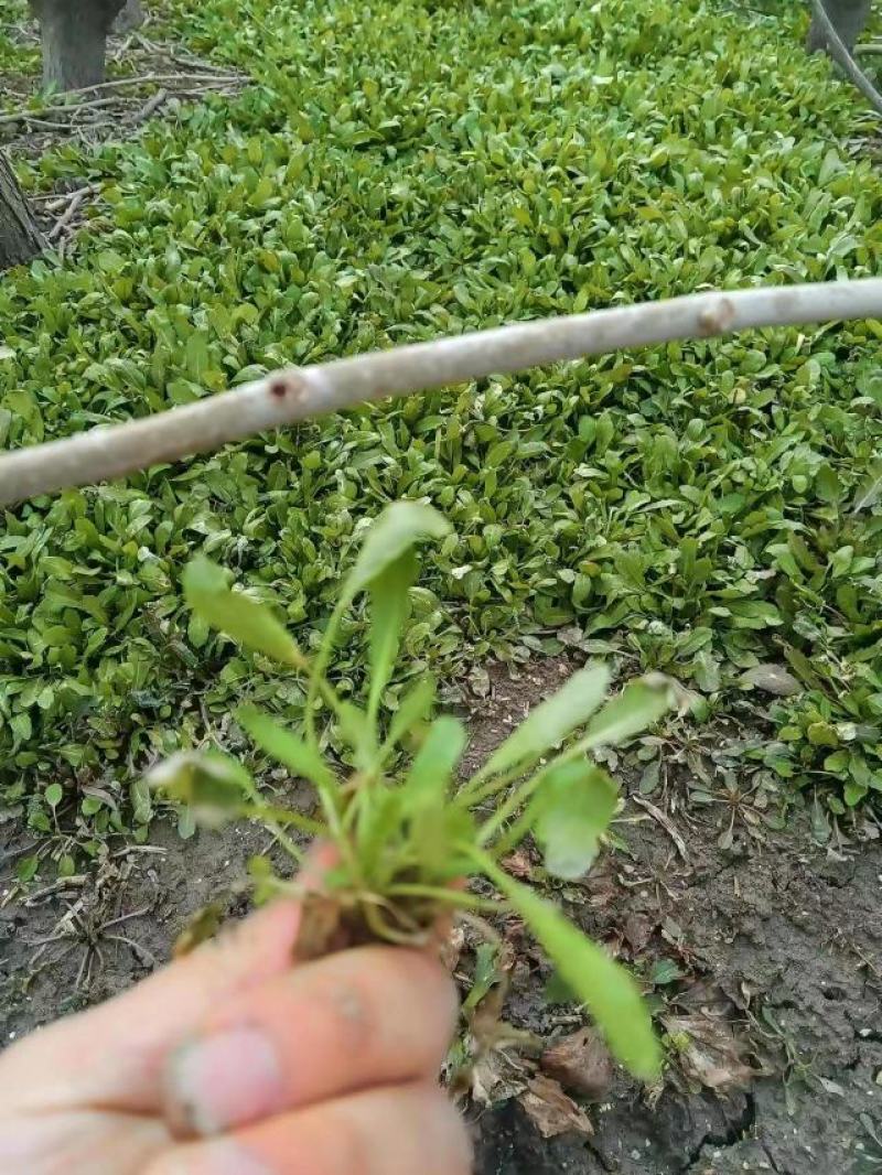 荠菜