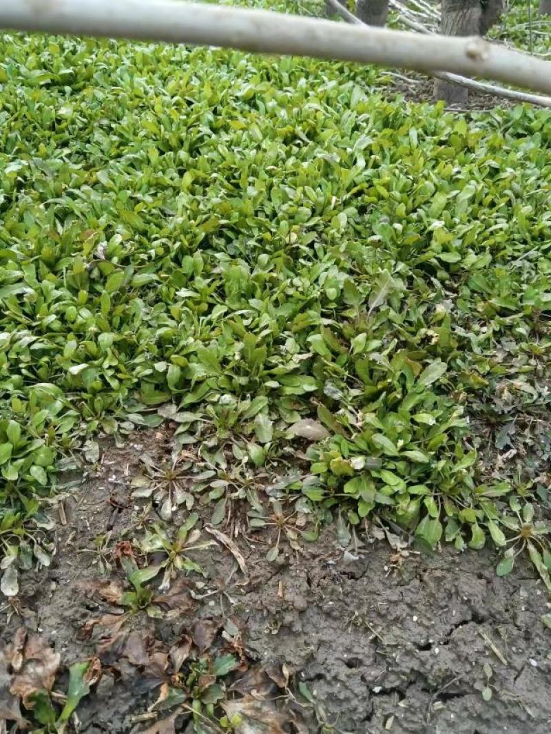 荠菜