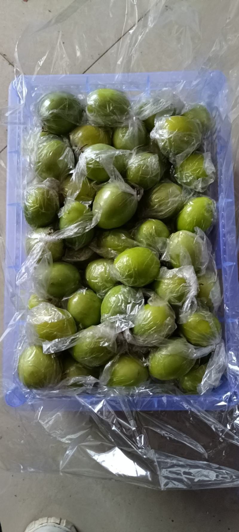 **老树，大青枣，密丝枣，牛奶枣，清甜爽口，对接多多电商