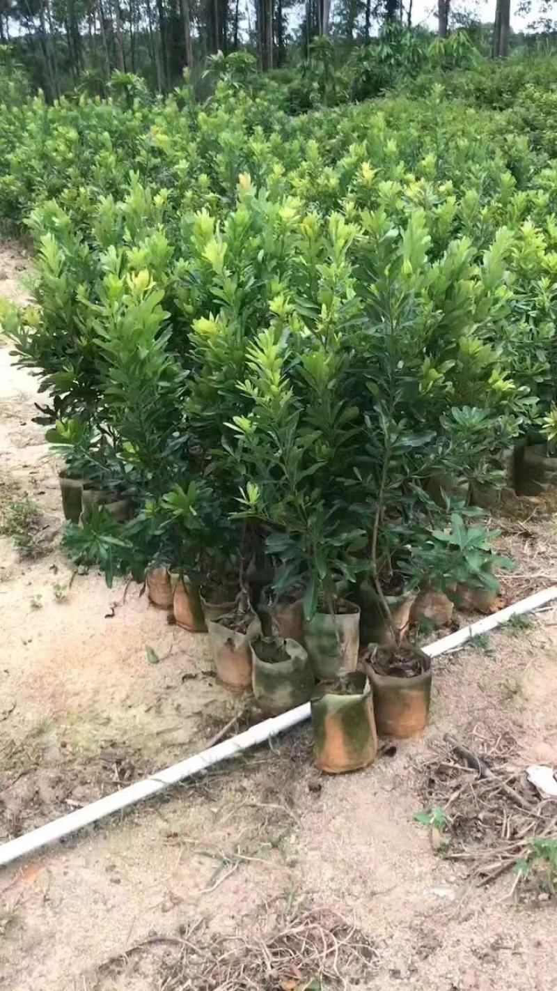 精品杨梅苗东魁杨梅苗黑炭水晶杨梅苗规格品种量大优惠
