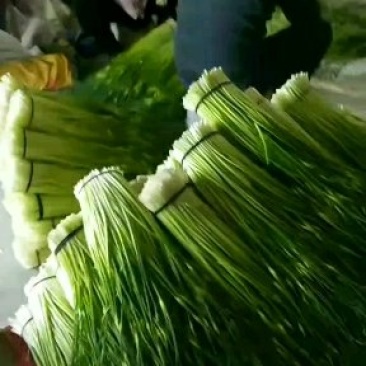 蒜薹
