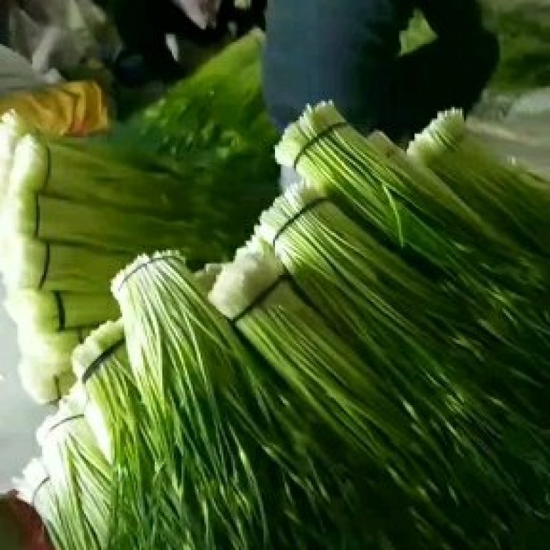 蒜薹