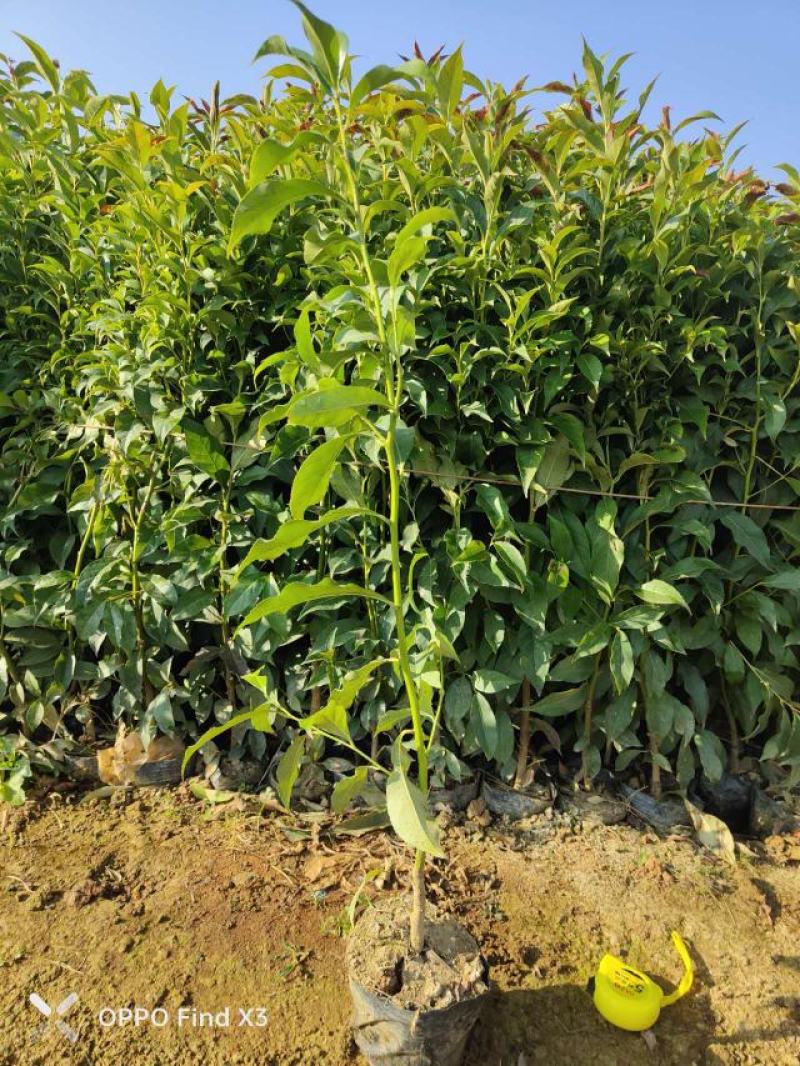 16袋肋果茶。欢迎咨询选购。大小规格苗都有。