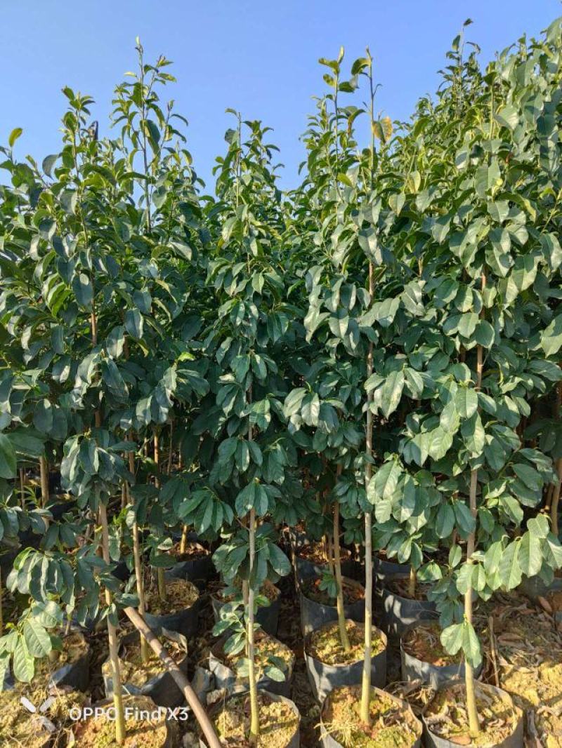 16袋肋果茶。欢迎咨询选购。大小规格苗都有。