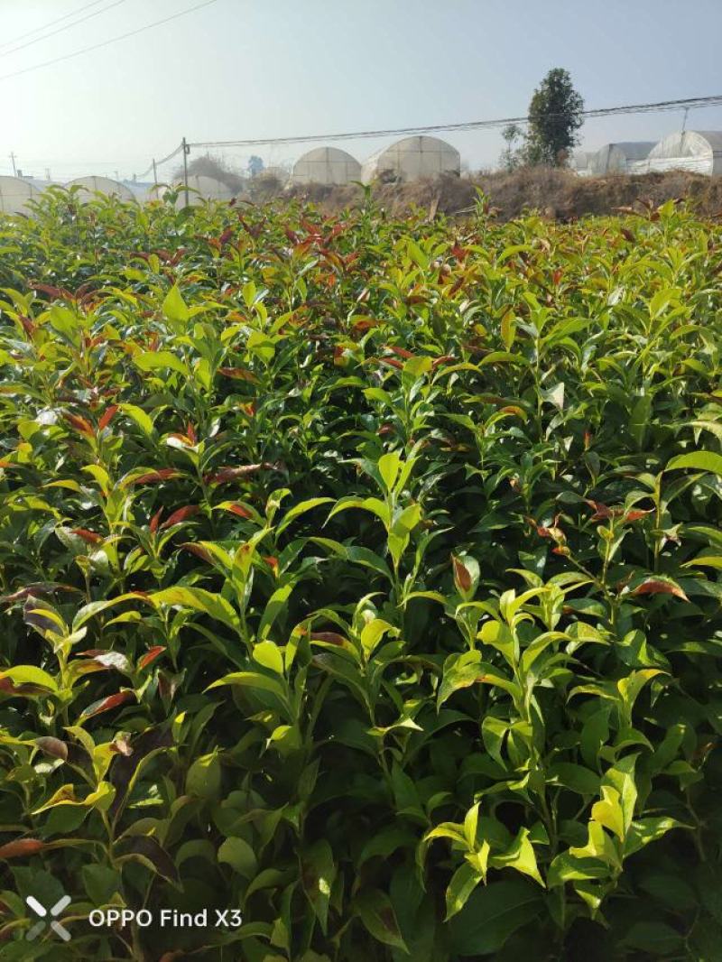 16袋肋果茶。欢迎咨询选购。大小规格苗都有。