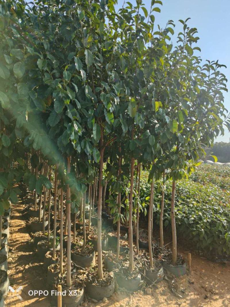 16袋肋果茶。欢迎咨询选购。大小规格苗都有。