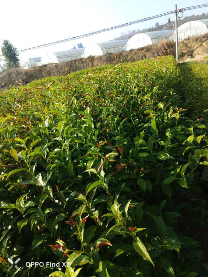 16袋肋果茶。欢迎咨询选购。大小规格苗都有。