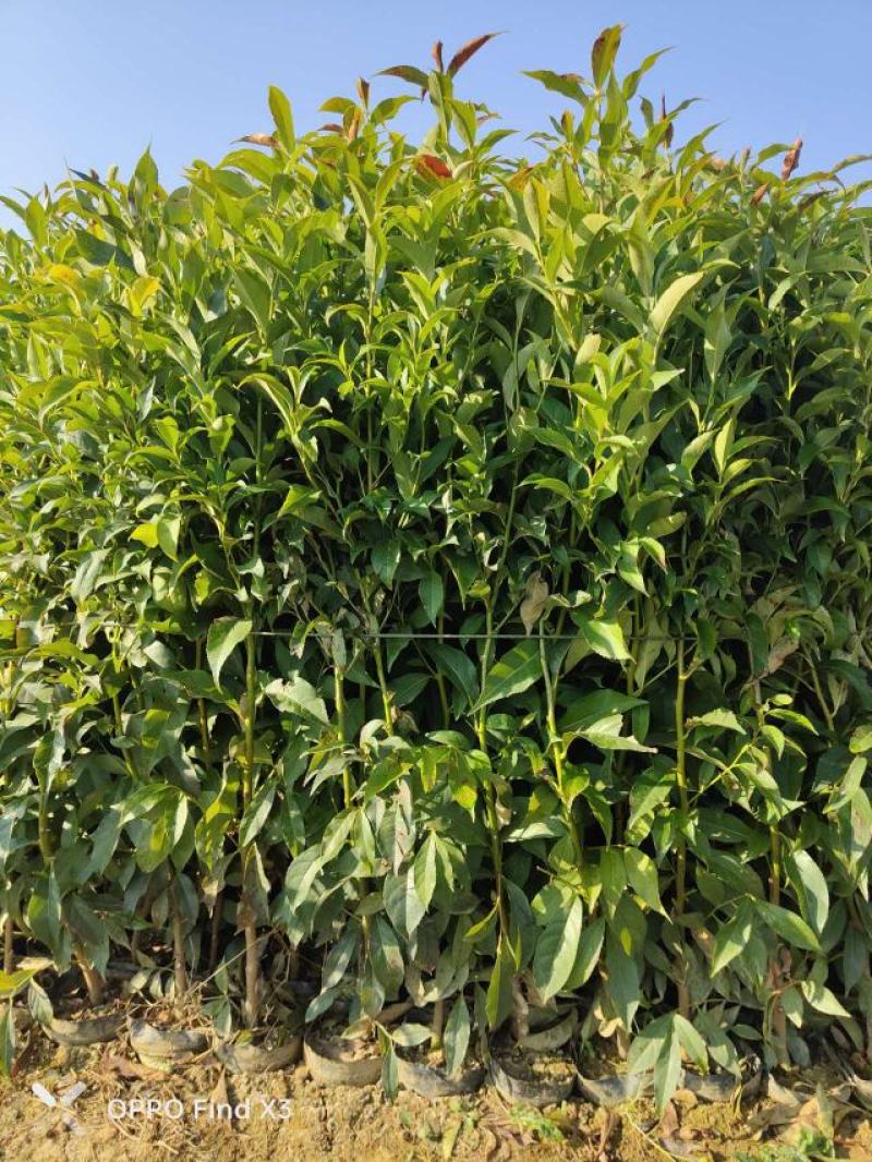 16袋肋果茶。欢迎咨询选购。大小规格苗都有。