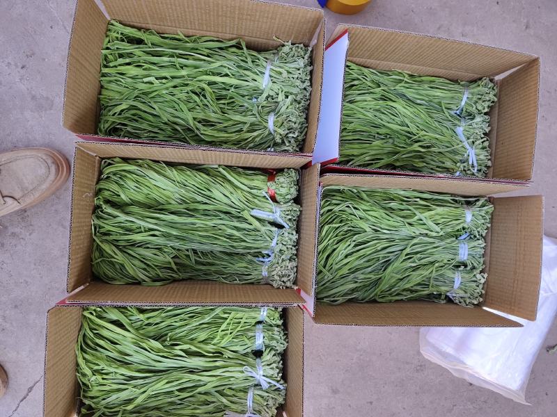 云南贡菜产地直销一手货源品质保证欢迎咨询下单选购