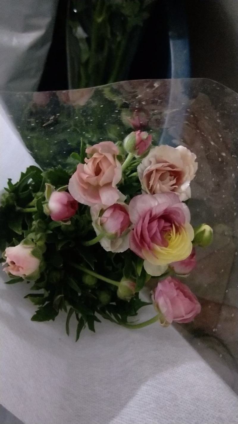 蝴蝶洋牡丹越开越美丽