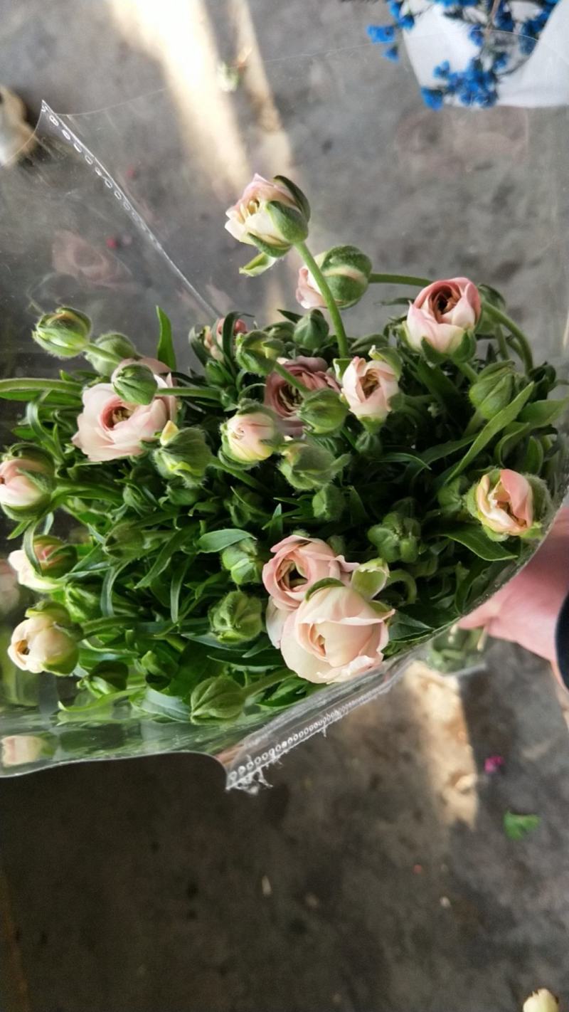 蝴蝶洋牡丹越开越美丽