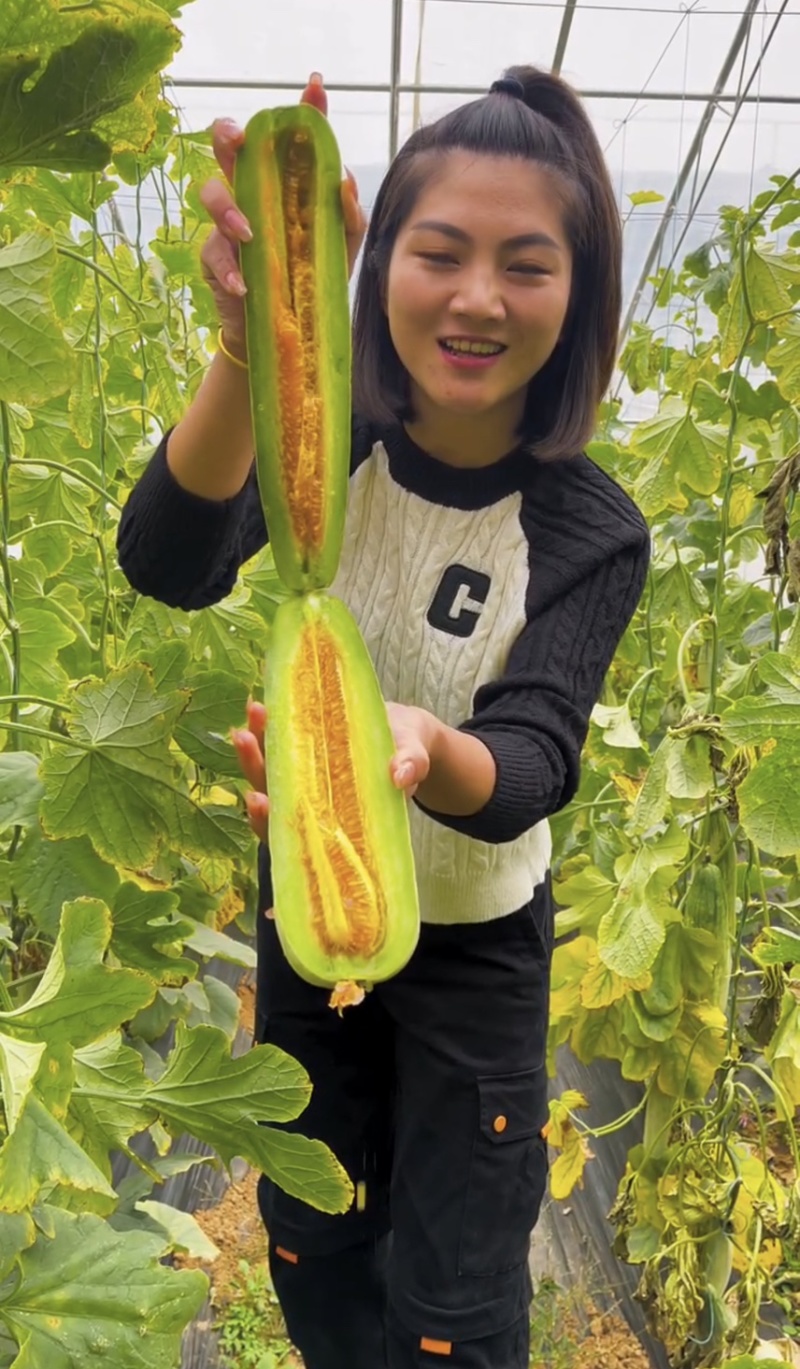 博洋61甜瓜对接各种电商平台赶集货一手货源
