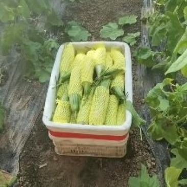 山东潍坊万亩羊角蜜甜瓜大量上市