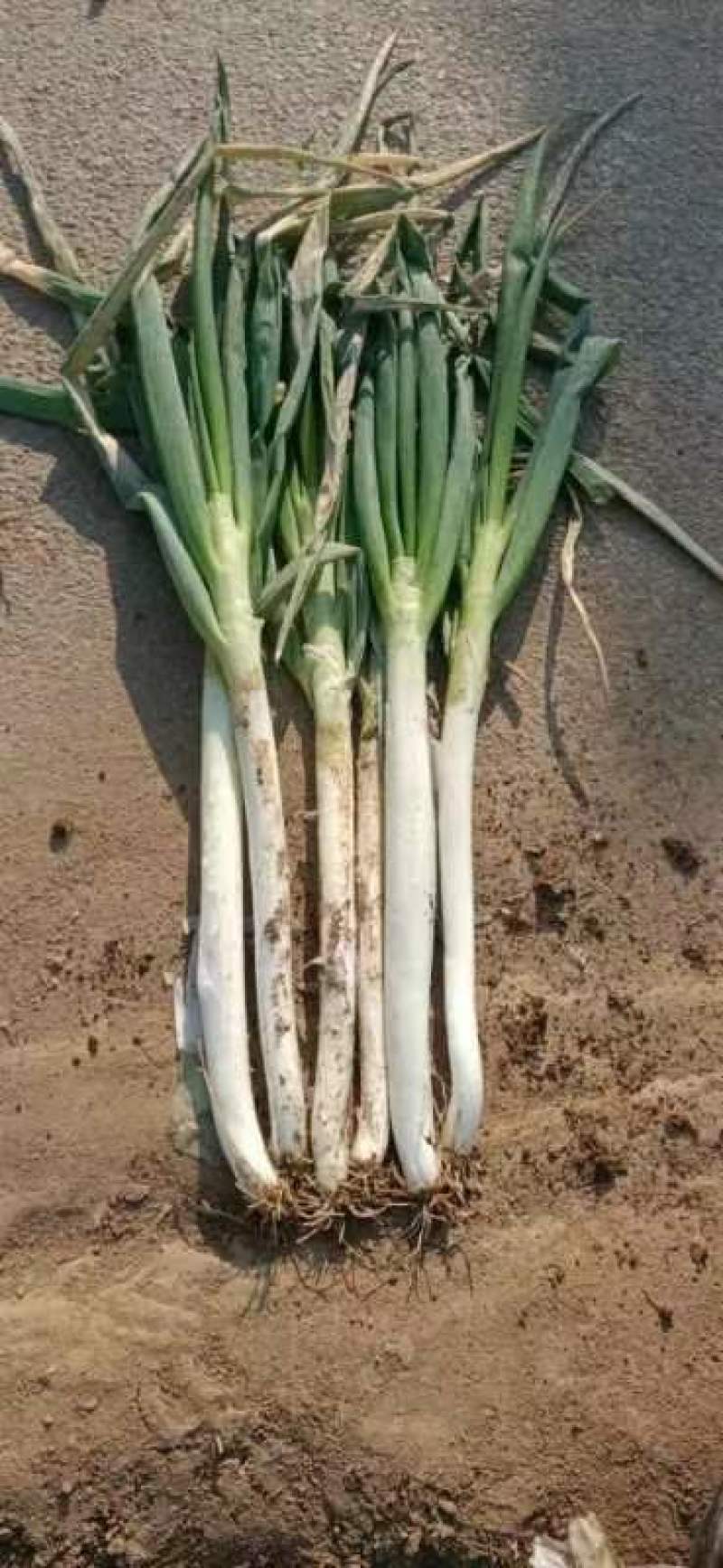 大葱基地发货，有钢葱长白葱，毛葱和净葱质优量大，欢迎下单