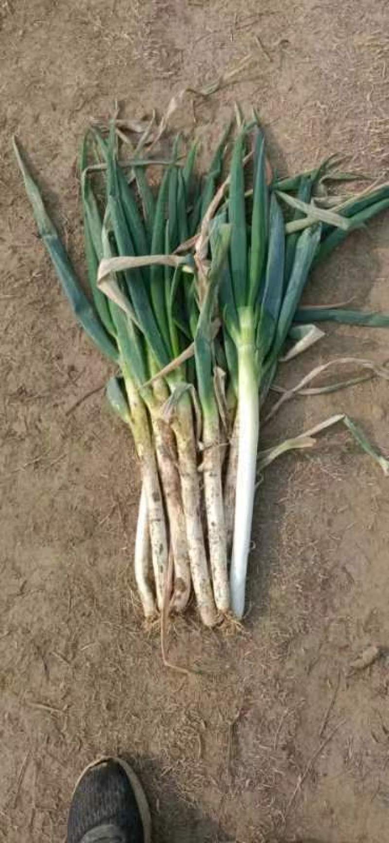 大葱基地发货，有钢葱长白葱，毛葱和净葱质优量大，欢迎下单