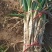 大葱基地发货，有钢葱长白葱，毛葱和净葱质优量大，欢迎下单