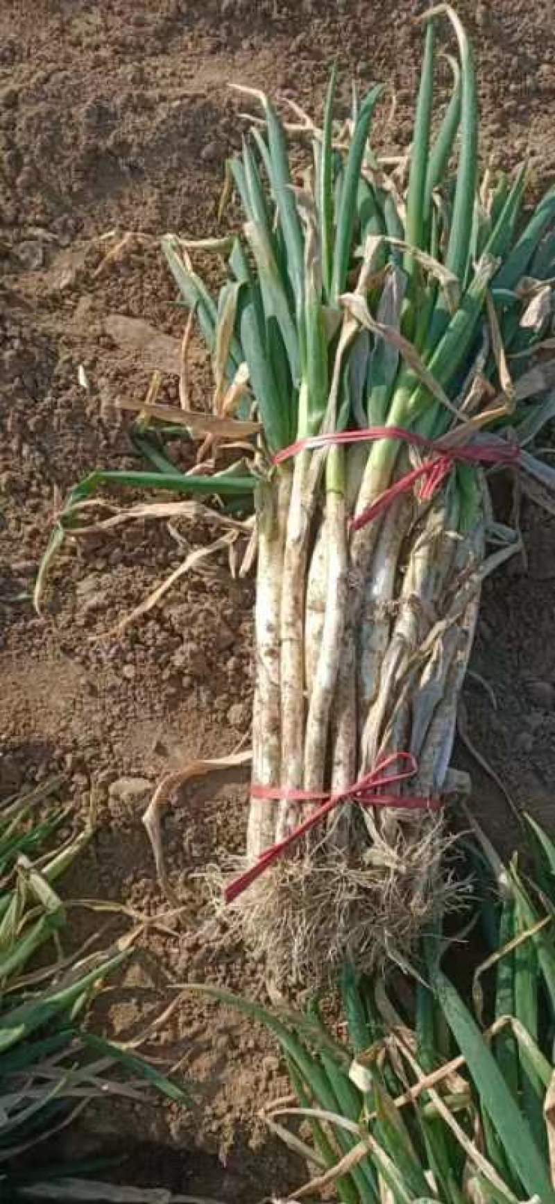 大葱基地发货，有钢葱长白葱，毛葱和净葱质优量大，欢迎下单