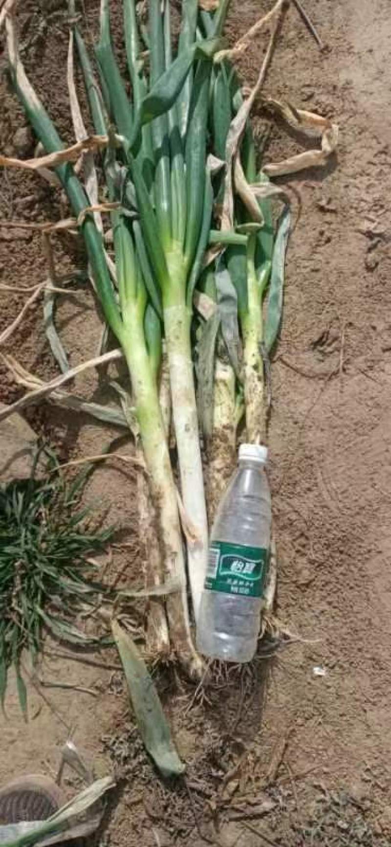 大葱基地发货，有钢葱长白葱，毛葱和净葱质优量大，欢迎下单