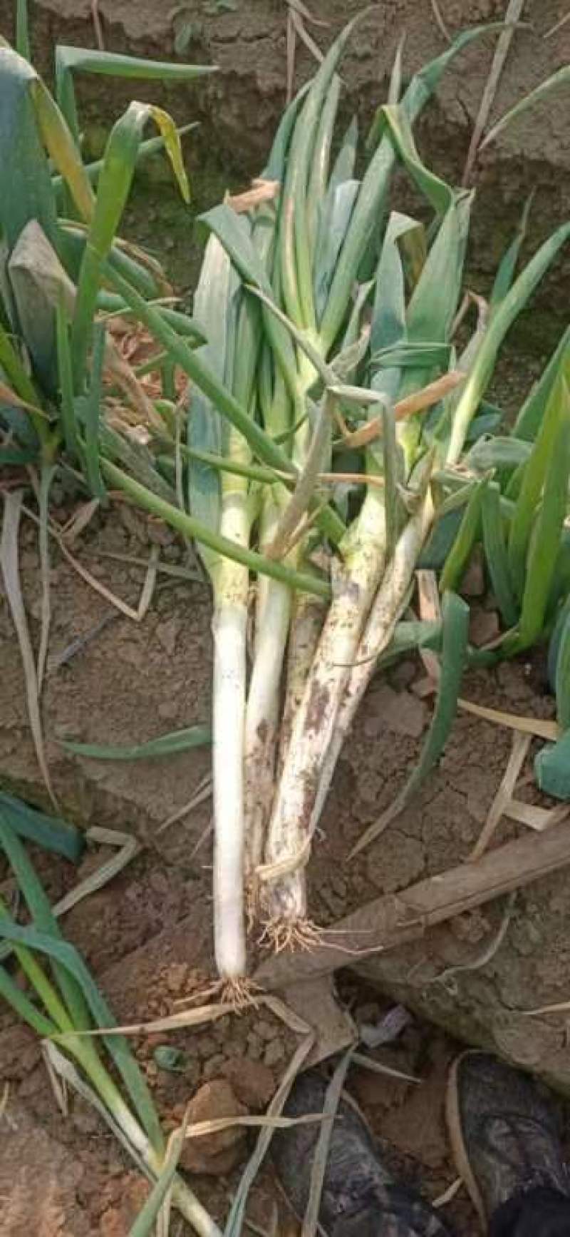 大葱基地发货，有钢葱长白葱，毛葱和净葱质优量大，欢迎下单