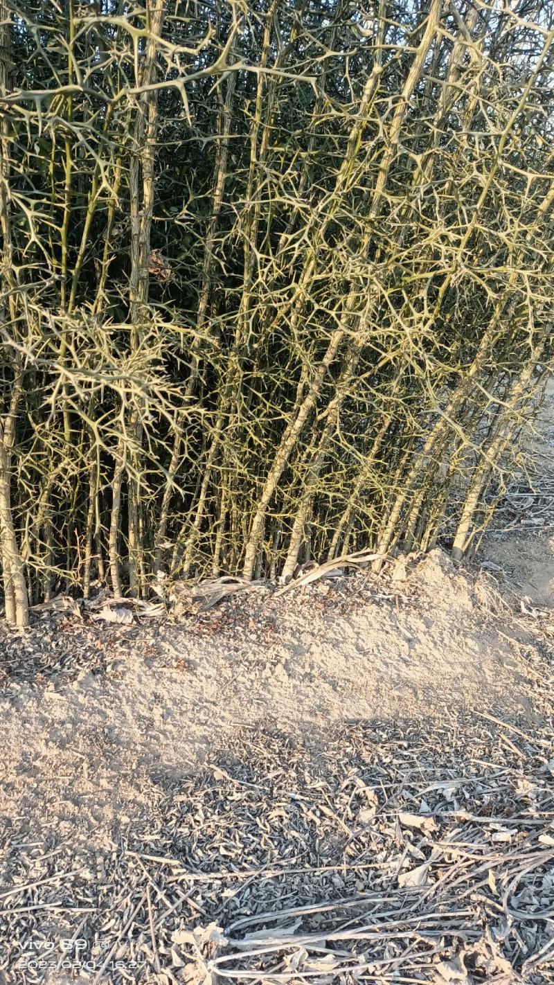 积壳苗