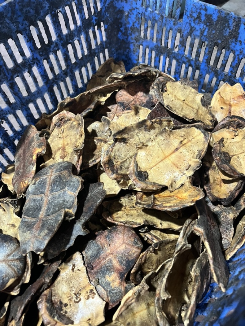 炙草龟板龟甲巴西龟板鳖甲