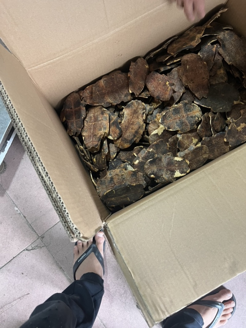 炙草龟板龟甲巴西龟板鳖甲