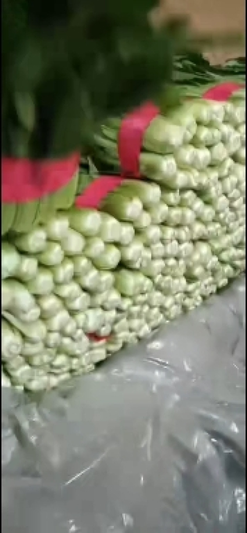 邯郸永年小白菜一手货源，质量保证，价格优惠，需要联系我