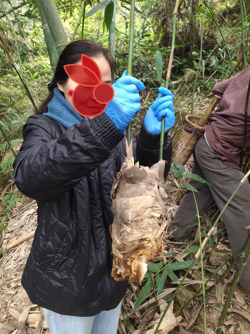 麻竹苗竹头苗竹篼苗竹兜苗甜竹苗广东英德麻竹笋之乡