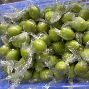 青枣，密丝枣牛奶枣大量上市供应市场电商，产地直供代收代发