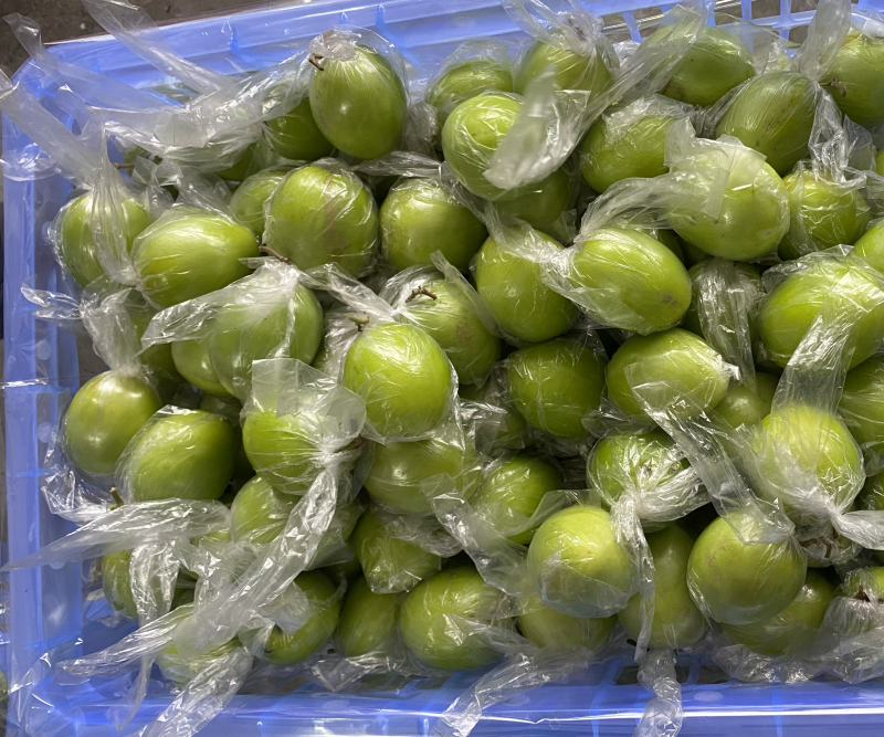 青枣，密丝枣牛奶枣大量上市供应市场电商，产地直供代收代发