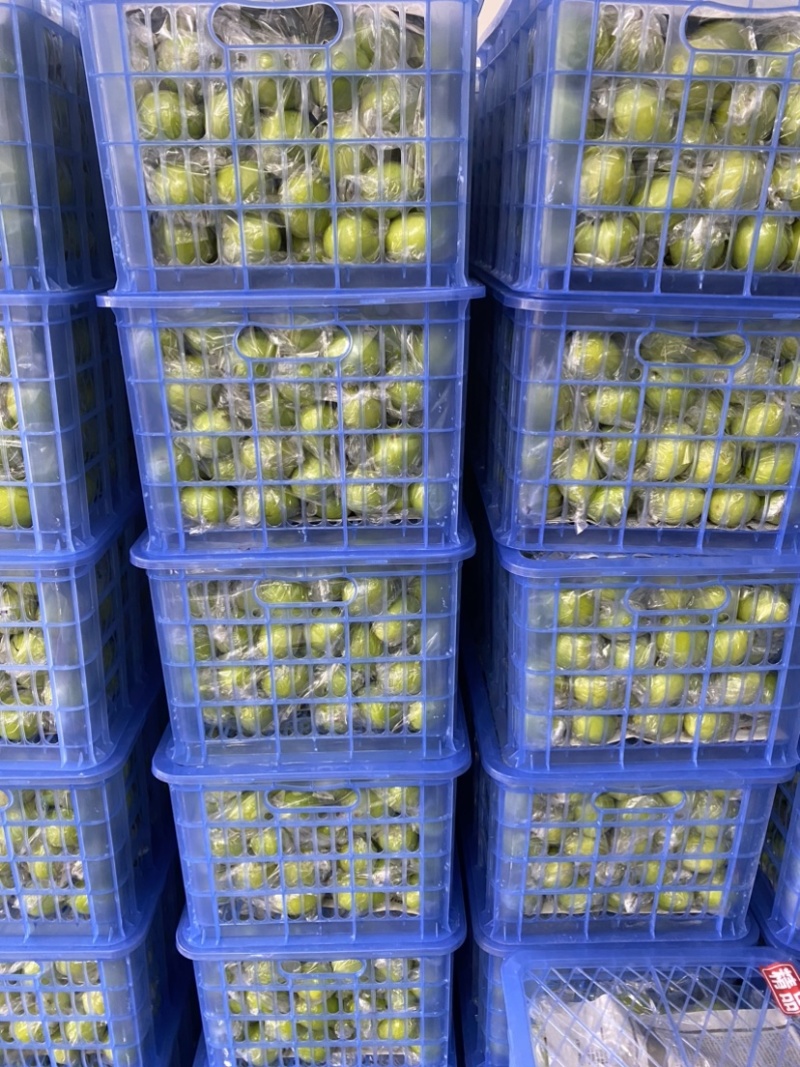 青枣，密丝枣牛奶枣大量上市供应市场电商，产地直供代收代发