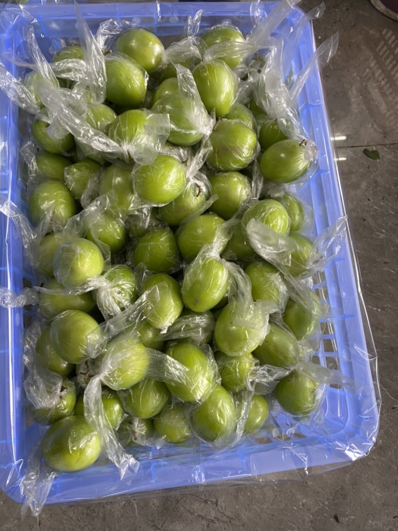 青枣，密丝枣牛奶枣大量上市供应市场电商，产地直供代收代发
