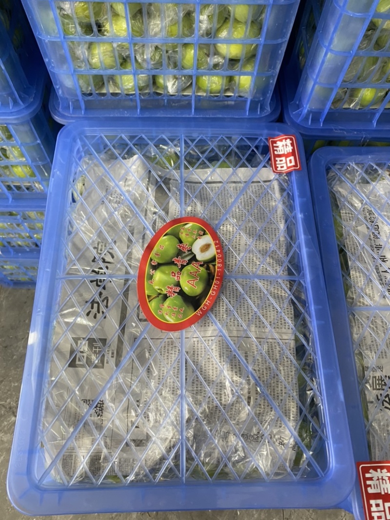 青枣，密丝枣牛奶枣大量上市供应市场电商，产地直供代收代发