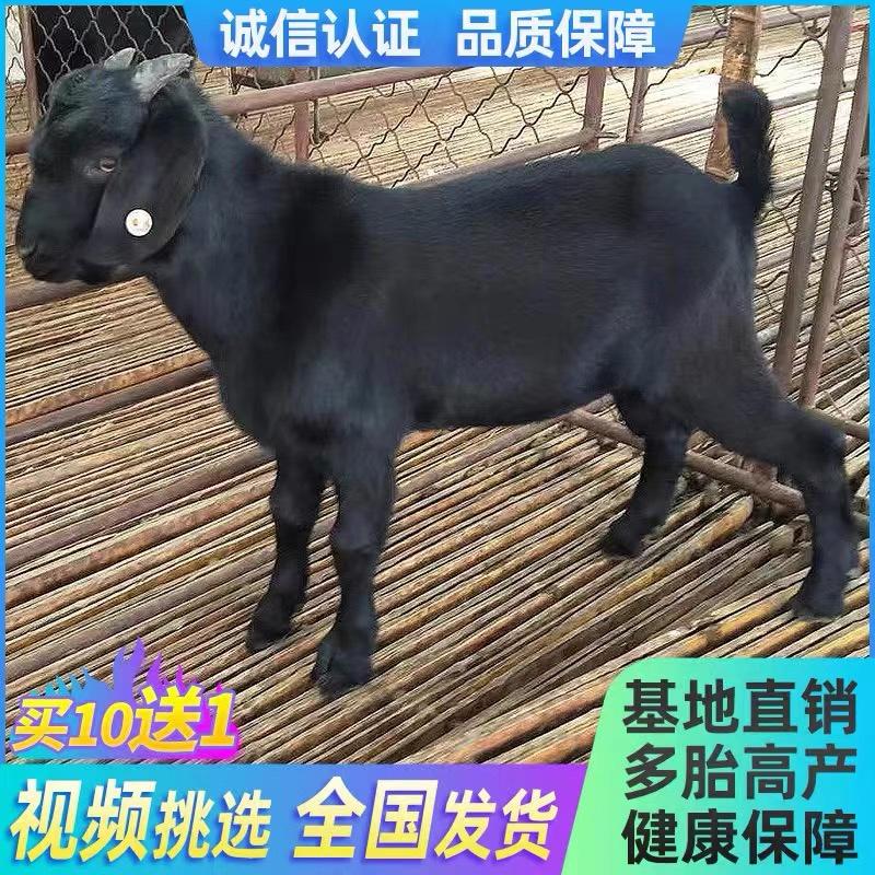 黑山羊努比亚黑山羊种羊羊苗羊崽羊羔怀孕母羊