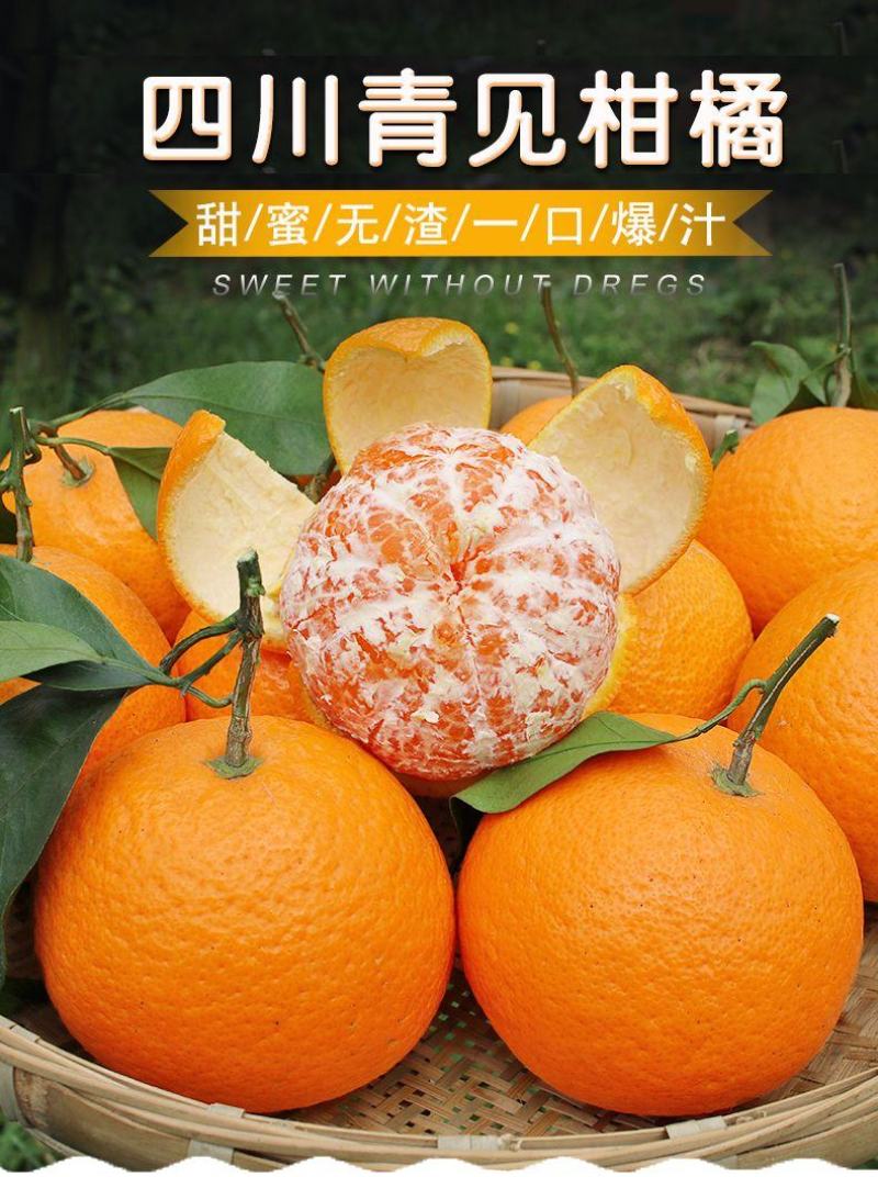 四川青见果冻橙柑橘水果承接电商微商直播社区团购一件代发