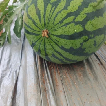 海南麒麟