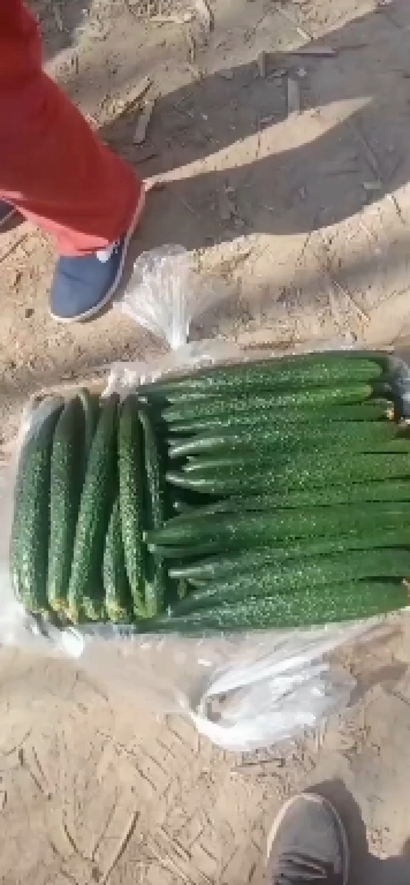 精品黄瓜，密刺黄瓜，黑油亮，长度25--30公分物美价廉