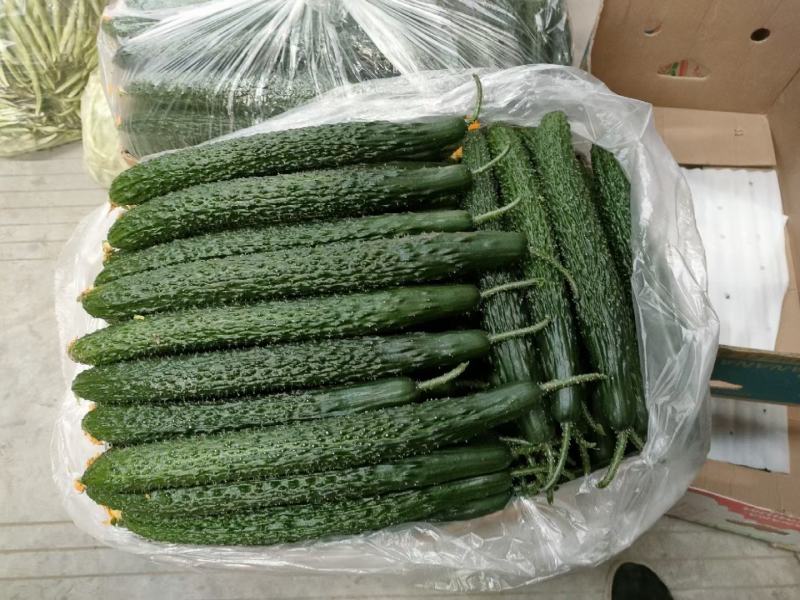 精品黄瓜，密刺黄瓜，黑油亮，长度25--30公分物美价廉