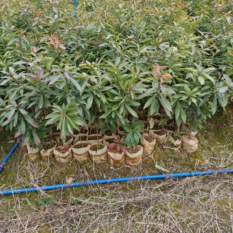 木荷苗