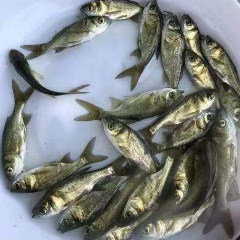 精品花鲢鱼，自养自销品种优良价格合理欢迎云贵川的新老客户